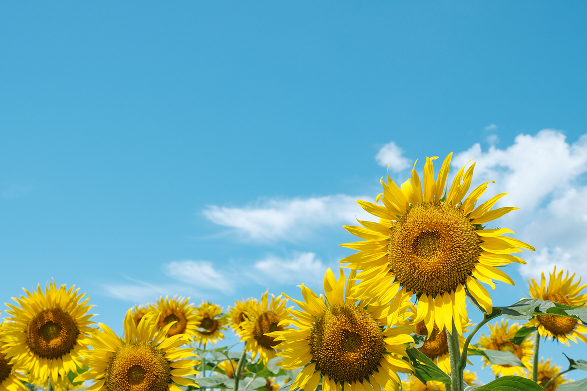 法人・個人での利用シーン